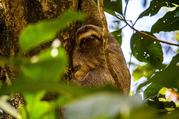 Naklejka premium Sloth in Costa Rica
