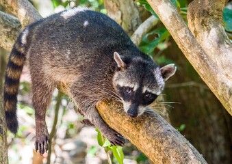Waschbär Costa Rica  © Jonas
