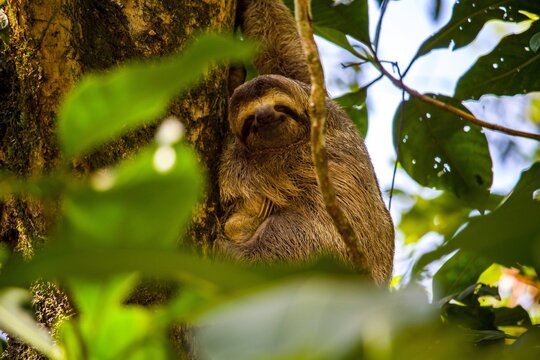 Sloth in Costa Rica