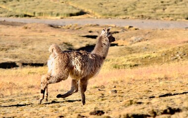 Alpacas in the Andes of Bolivia © Jonas