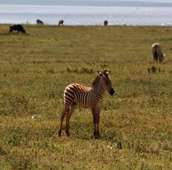 Zebra Baby © Jonas