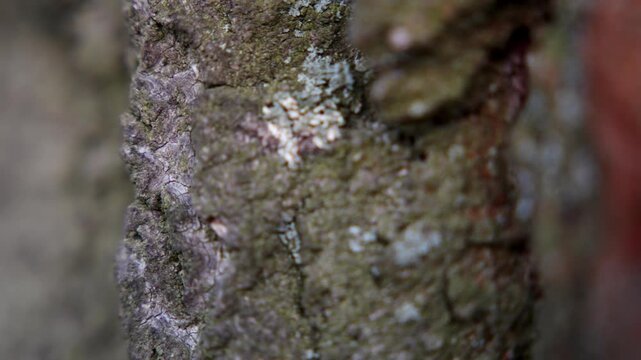 Macro close up shot of rough tree bark texture with vivid orange lichen in motion.