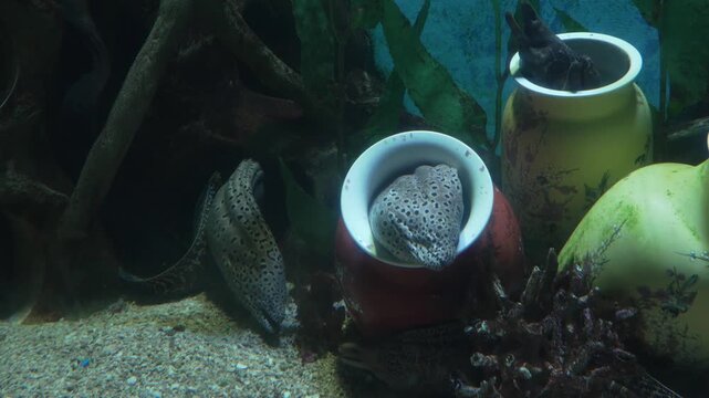 Moray eels hiding inside decorated ceramic vases in aquarium tank