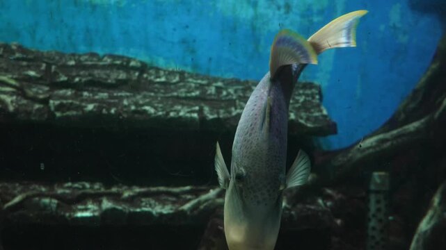  triggerfish swimming inside aquarium tank