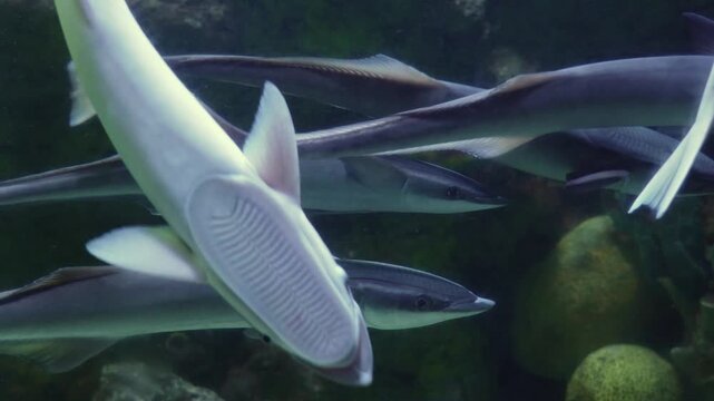 Remora fish swimming in aquarium underwater rocky environment