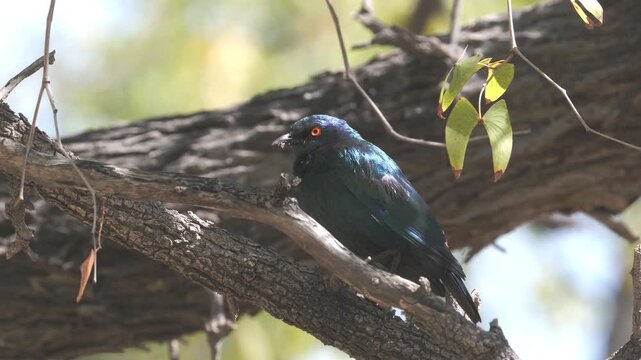 a cape starling perching in a tree at etosha national park of namibia, africa