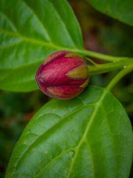 Macro close-up shot of an unopened vibrant red sweetshrub flower bud resting on lush green glossy leaves in a natural spring garden