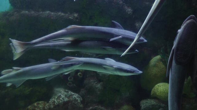 Remora fish swimming in aquarium underwater rocky environment