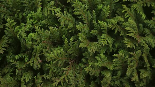 Top View of Thuja Occidentalis Green Evergreen Foliage, Dense Ornamental Arborvitae Plant Leaves, Natural Botanical Background, Gardening, Landscaping and Horticulture