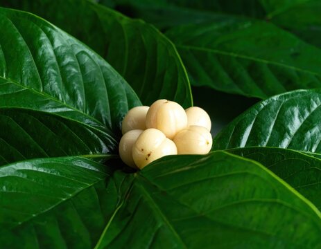 Fresh langsat fruits resting on vibrant green leaves.