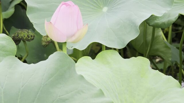 Colorful Lotus Flowers Blooming at Shahu Lake Park, Wuhan, China &mdash; 4K Dolby Vision HDR Video