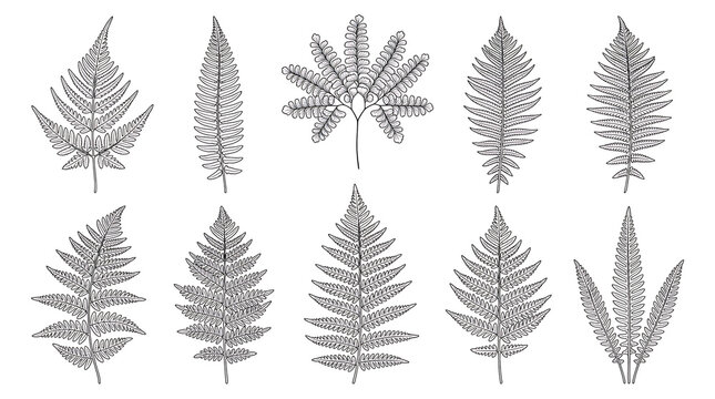 Hand-drawn black and white vector fern leaves isolated on white background for botanical design projects