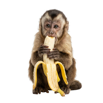 A charming young capuchin monkey enjoying a peeled banana with great delight against a transparent background, showcasing its playful nature