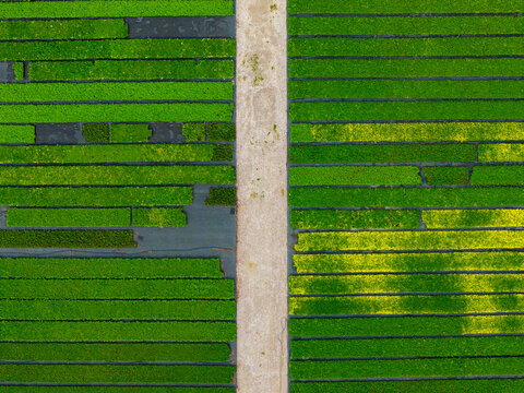 Aerial view of a nursery production and wholesale of fruit bushes and ornamental shrubs with vibrant green and yellow rows of plants separated by a central path in Poland.