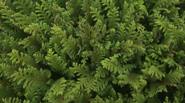 Top View of Thuja Occidentalis Green Evergreen Foliage, Dense Ornamental Arborvitae Plant Leaves, Natural Botanical Background, Gardening, Landscaping and Horticulture