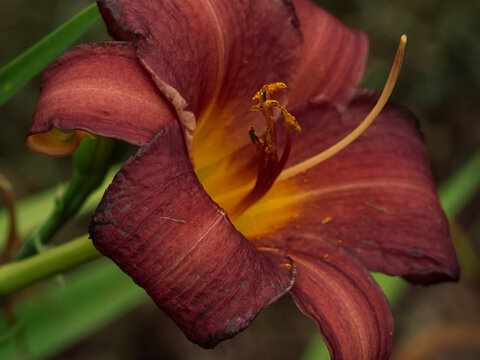 Stunning macro close up of a deep red and yellow daylily flower blossom blooming outdoors in a vibrant summer garden