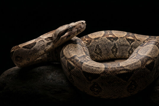 Boa Constrictor Snake Resting on Dark Background with Patterned Skin Texture