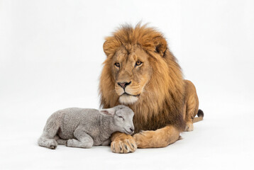 Fototapeta premium Majestic adult lion and sleeping grey lamb resting together isolated on white