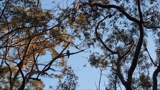 Laughing Kookaburra perched on a forest tree, native Australian bird video with authentic bird sounds and natural woodland ambience