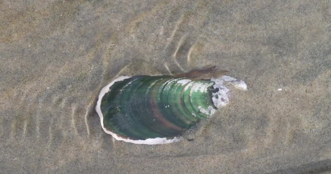 a shell of a green-lip mussel in a tide pool at shipwreck bay of ahipara, new zealand