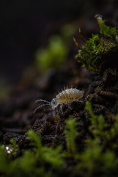 moss on the ground