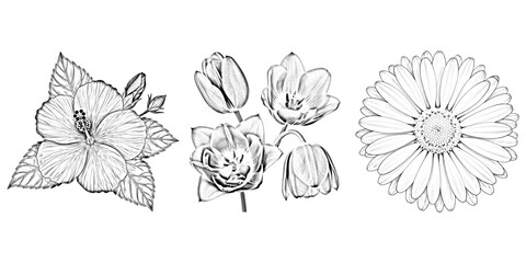 Set of three detailed botanical floral sketches of hibiscus tulip and gerbera daisy isolated on transparent background © Kolpona