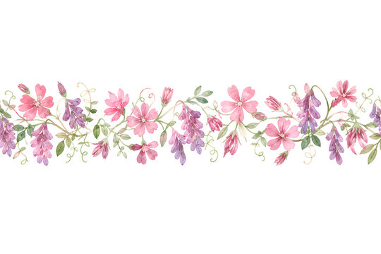 Pink campion horizontal band watercolor illustration