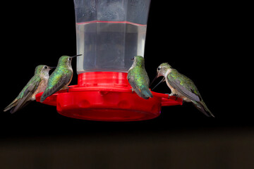 Naklejka premium Hummingbirds
