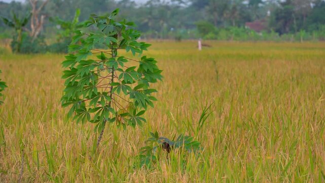 Static shot of a lone cassava tree swaying heavily in the strong wind in the middle of a golden rice field during a dry season afternoon