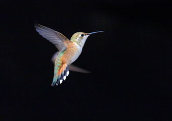 Naklejka premium Hummingbirds