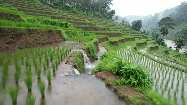 Lush Green Rice Terraces Descending a Hillside with Water Channels