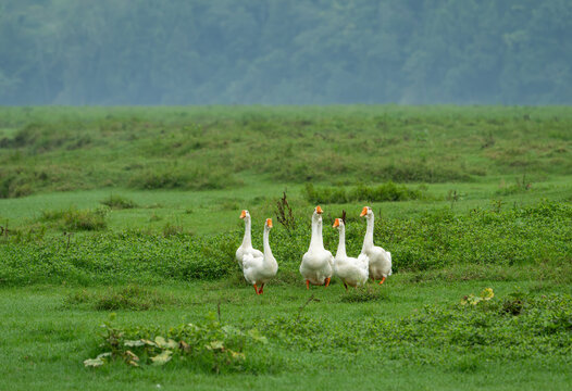 White Geese Walking Across Green Riverside Grassland in Pengan County, Sichuan, China
