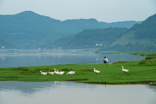 Fisherman and White Geese on Riverside Grassland in Pengan County, Sichuan, China