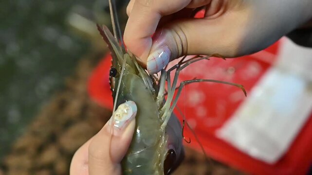 Removing a fishing hook from a caught shrimp