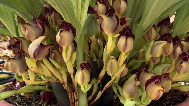 Exotic catasetum orchid plant with bizarre flowers