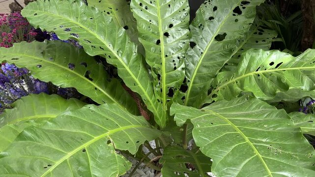 Damaged anthurium plant leaves with holes