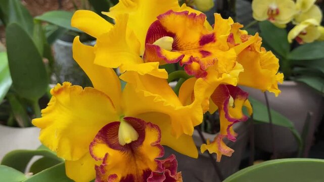 Yellow and red ruffled cattleya orchids blooming