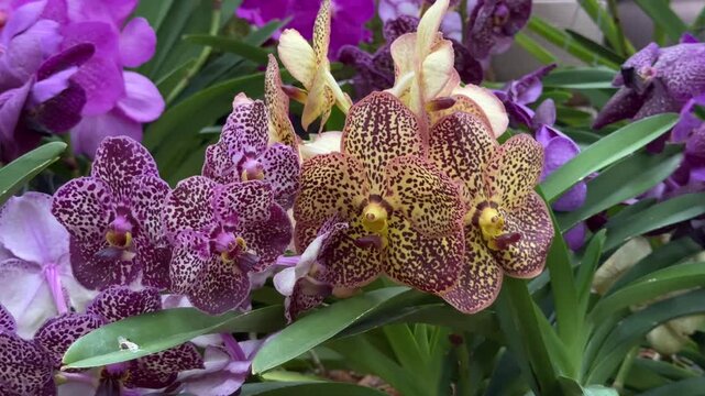Beautiful blooming purple and yellow spotted vanda orchids