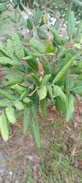 Close up of longan tree leaves with spots and texture detail
