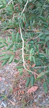Longan tree branches with green leaves and dry foliage