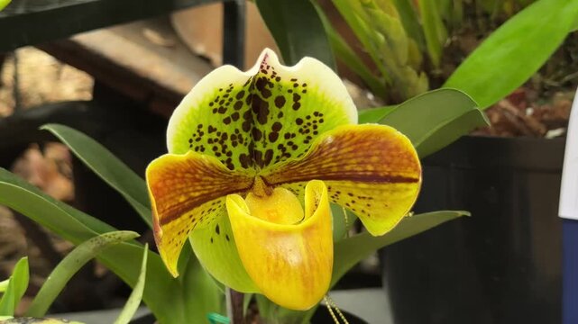 Exotic paphiopedilum lady slipper orchid blooming