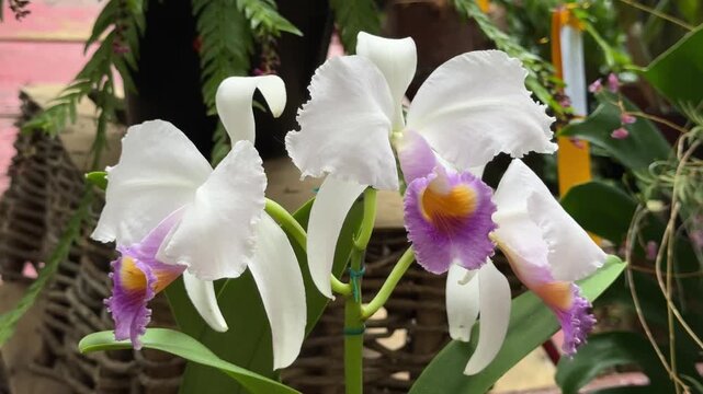 Beautiful white and purple cattleya orchid flower blooming