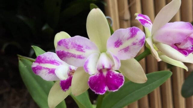 Beautiful blooming cattleya orchid flower growing