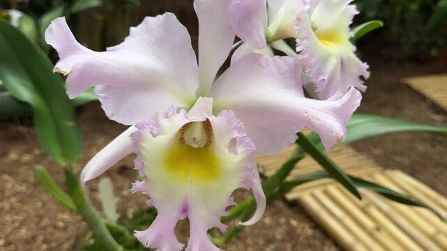 Delicate pink and yellow cattleya orchid blooming