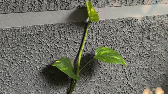 Epipremnum aureum featuring heart-shaped green leaves with distinctive golden-yellow variegation, a popular tropical climbing plant used for ornamental and interior decoration