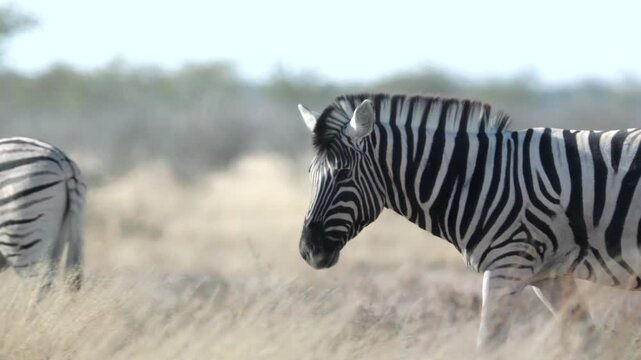 a tracking clip of a zebra walking at gemsbokvlatke waterhole at etosha national park of namibia, africa