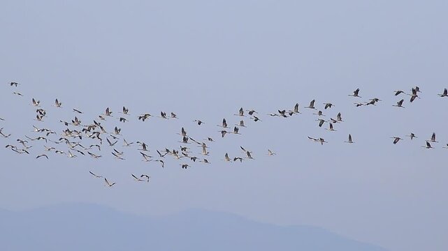 Large flock of migrating cranes flying across clear blue sky, wings flapping in formation.
