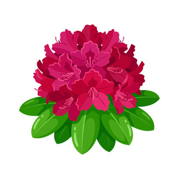 Rhododendron flower cluster with green leaves, vector illustration