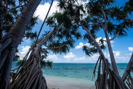 Sea pandan trees bend beautifully on the edge of the white sandy beach and clear water.