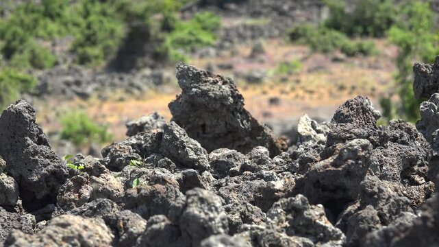 Porous basalt lava plain spongy volcanic rocks resilient vegetation across harsh ground.